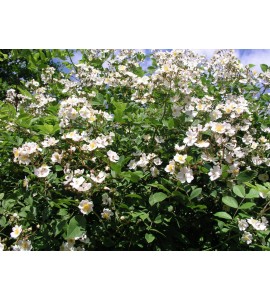Rosa multiflora