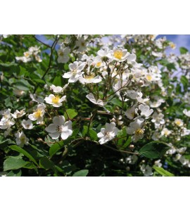 Rosa multiflora