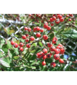 Rosa multiflora