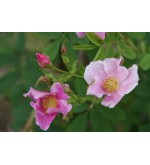 Rosa ultramontana