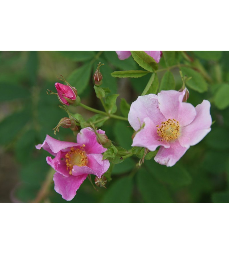 Rosa ultramontana
