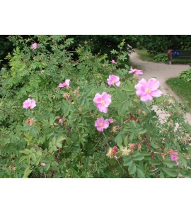 Rosa ultramontana