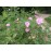 Rosa ultramontana