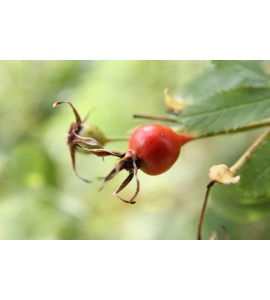 Rosa ultramontana