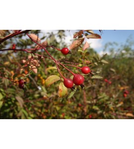 Rosa ultramontana