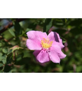 Rosa ultramontana