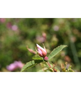 Rosa ultramontana