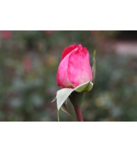 Rose Gaujard