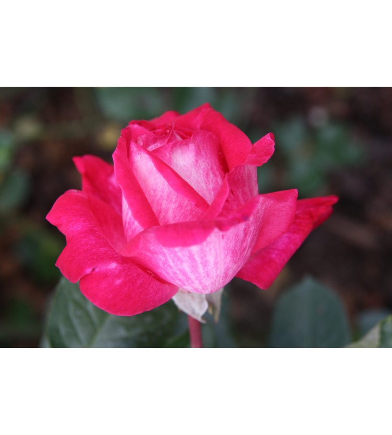 Rose Gaujard