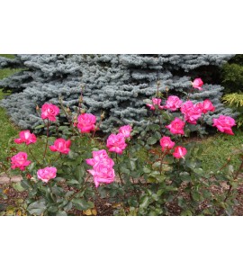 Rose Gaujard
