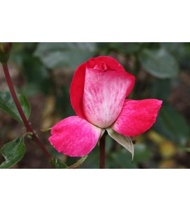 Rose Gaujard