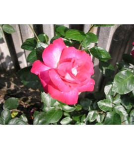 Rose Gaujard