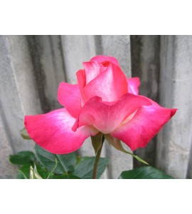 Rose Gaujard