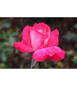 Rose Gaujard