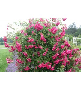 Super Excelsa