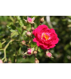 Super Excelsa
