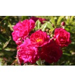 Super Excelsa