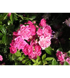Super Excelsa