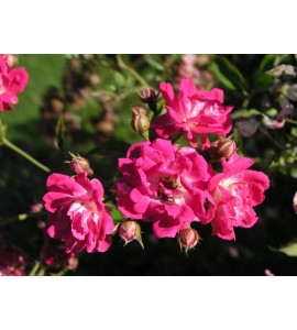 Super Excelsa