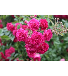 Super Excelsa