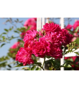 Super Excelsa