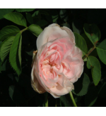 Agathe Incarnata