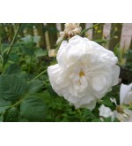 Alba Maxima