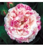 Cottage Maid (Centifolia Variegata,..)
