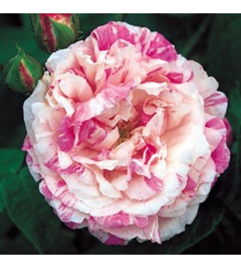 Cottage Maid (Centifolia Variegata,..)