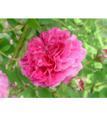 Duc de Cambridge
