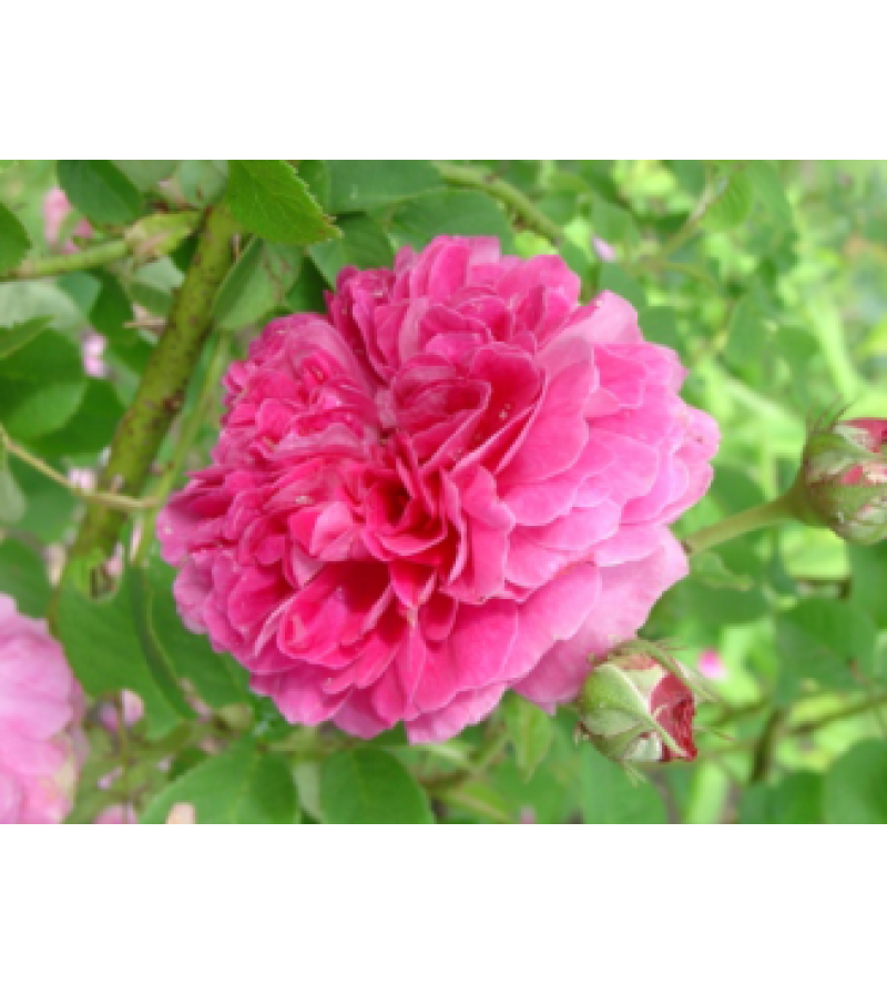 Duc de Cambridge