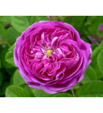 Duc de Fitzjames