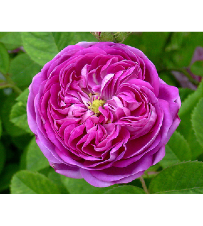 Duc de Fitzjames