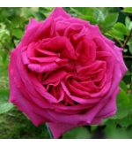 Gloire de Ducher
