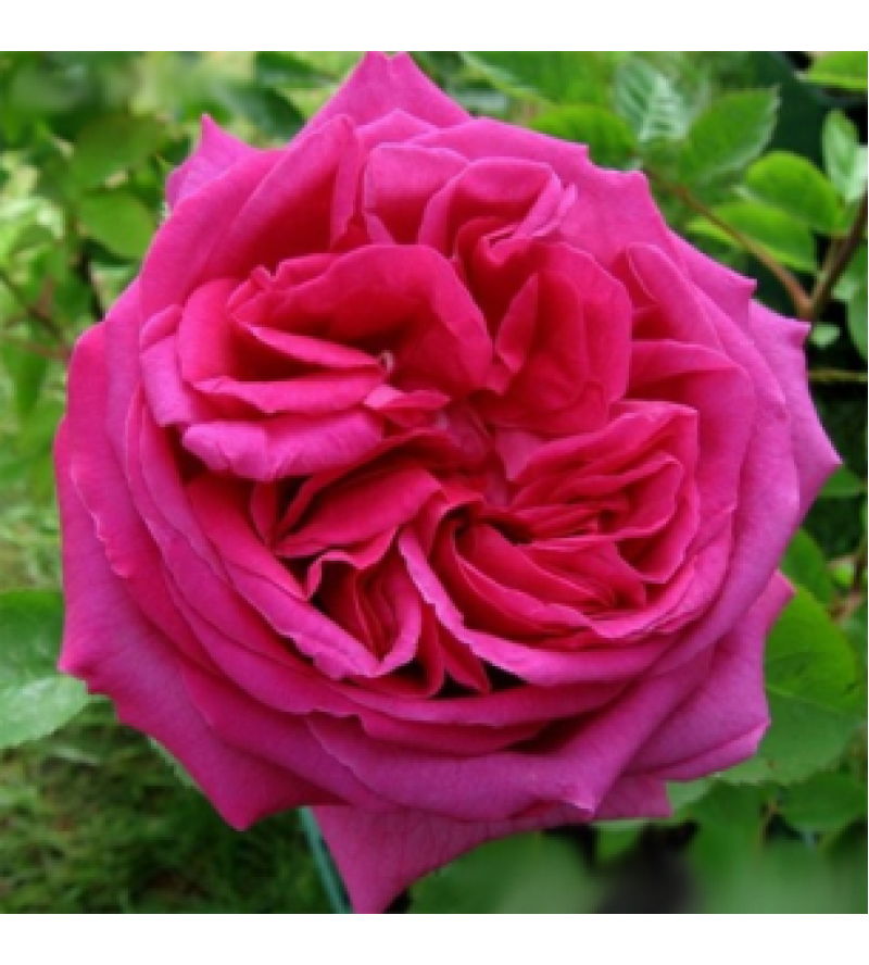 Gloire de Ducher
