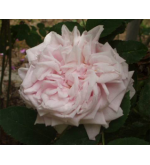 Gloire des Mousseux