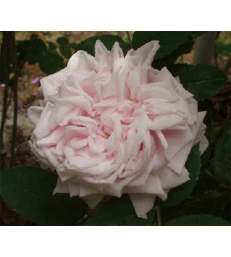 Gloire des Mousseux