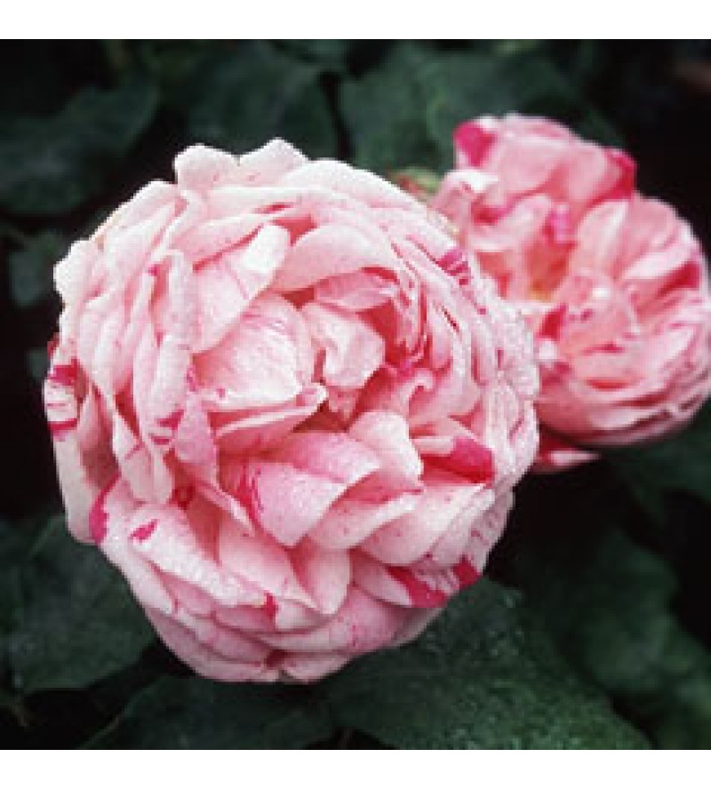 Honorine de Brabant