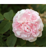 Maiden´s Blush