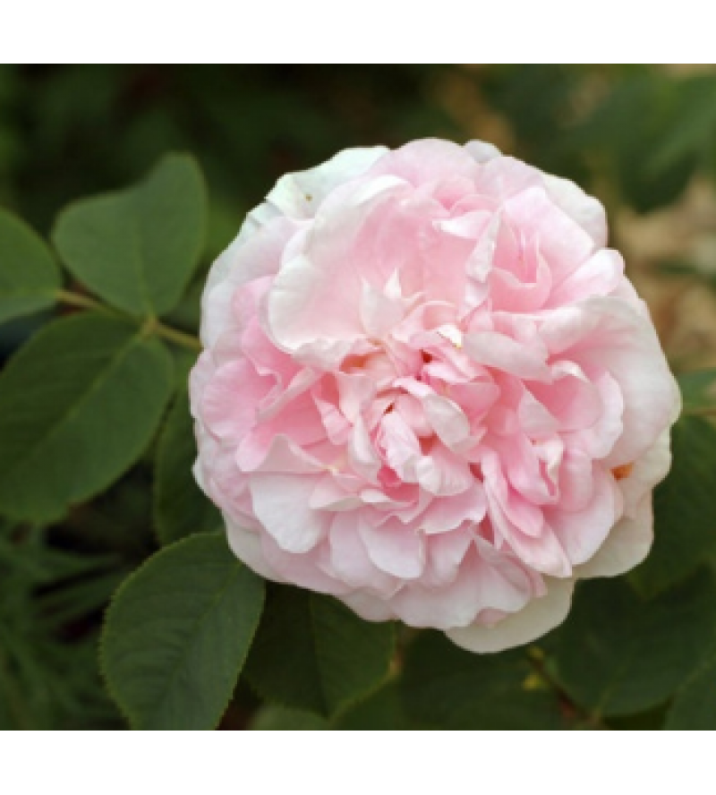 Maiden´s Blush