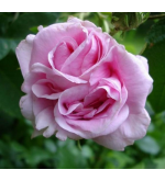 Marie Louise