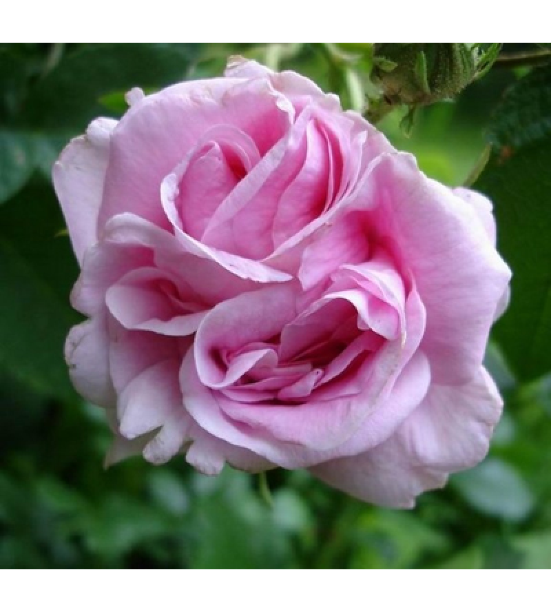 Marie Louise