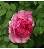 R. Roxburghii plena (Chestnut rose)