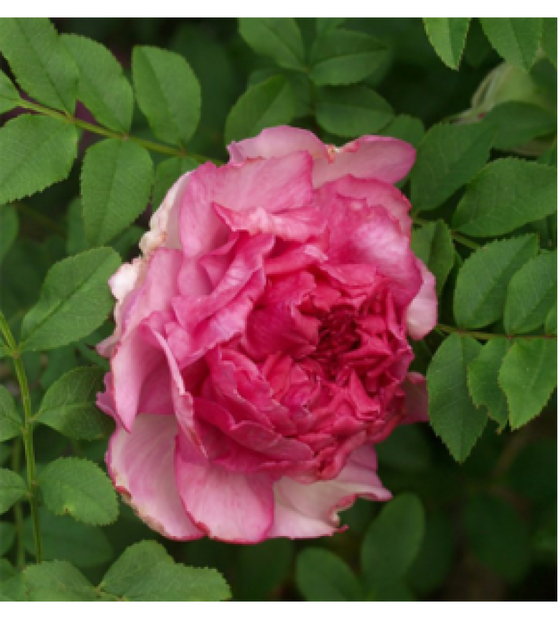 R. Roxburghii plena (Chestnut rose)