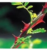 R. sericea var. "chrysocarpa"