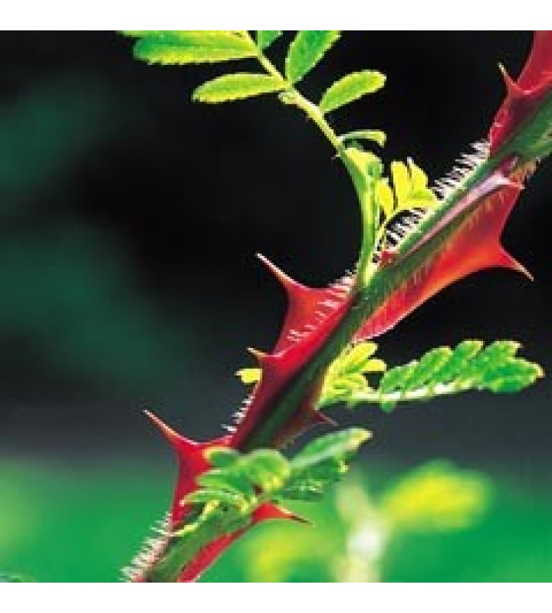 R. sericea var. "chrysocarpa"