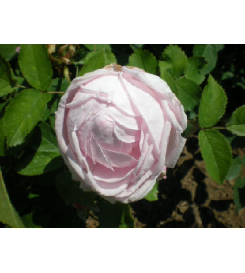 Reine des Mousseuses