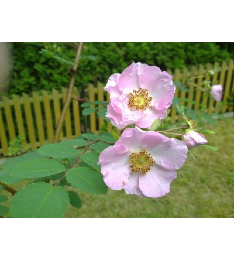 Rosa macrophylla