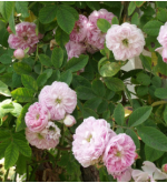 Rosa multiflora carnea