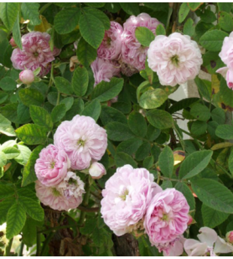 Rosa multiflora carnea